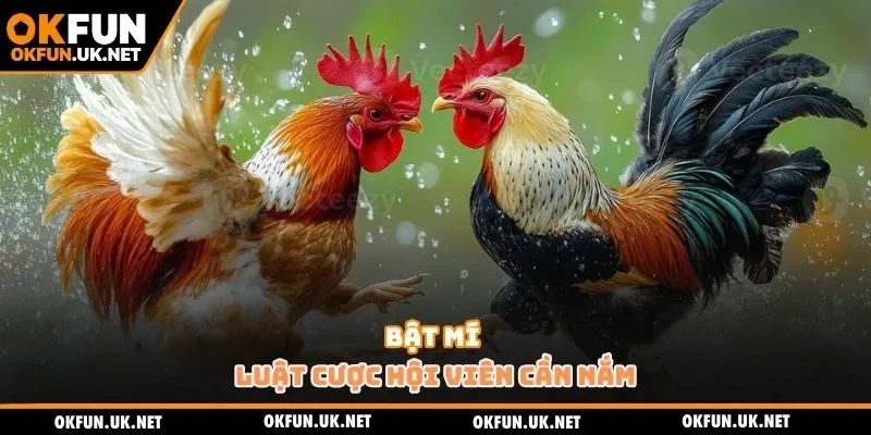 Bật mí luật cược hội viên cần nắm